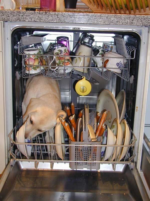 おもしろ画像　食器洗い機